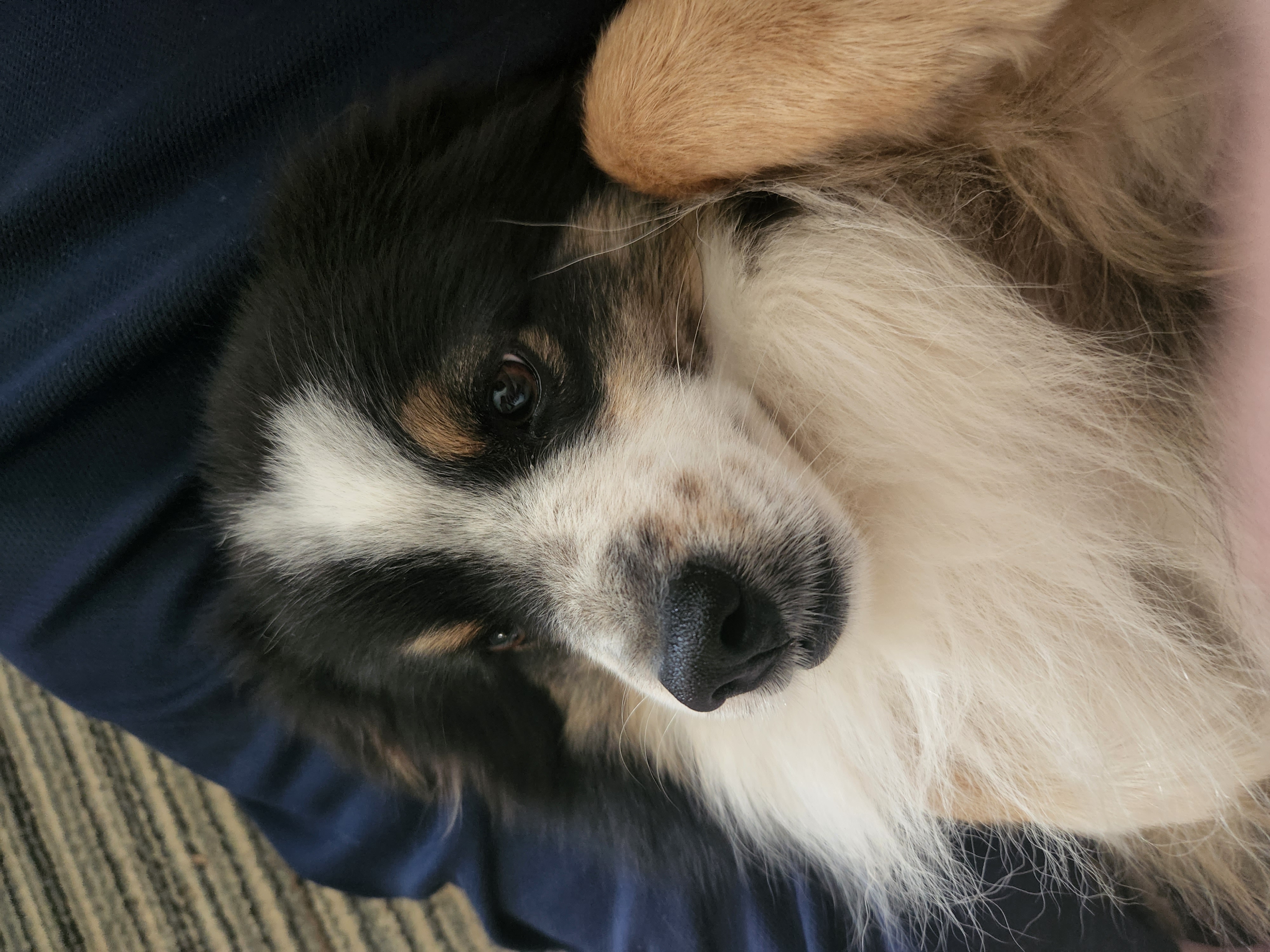 dog 1 pic