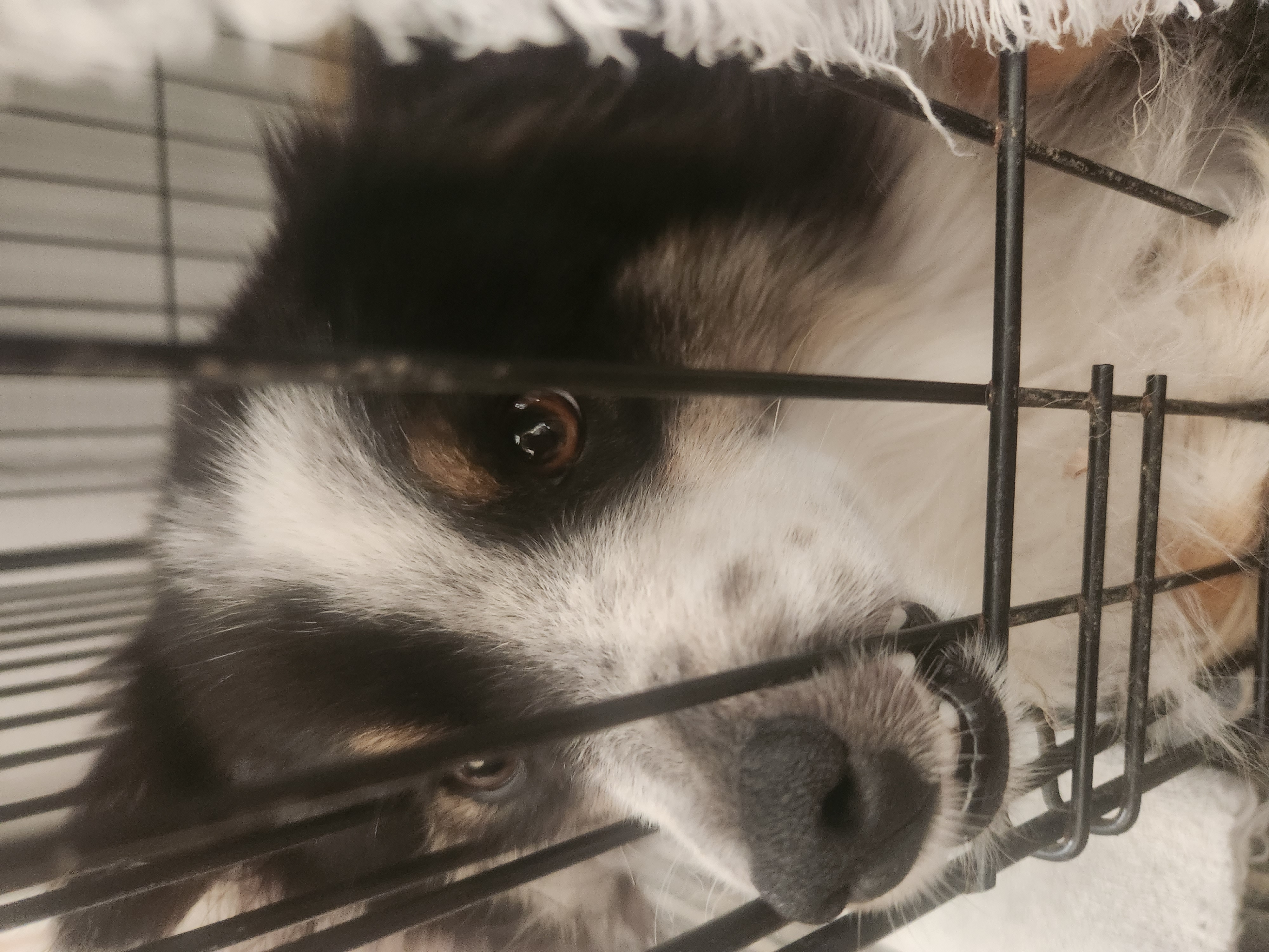 dog 2 pic